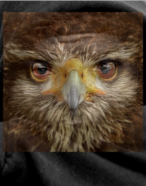 Creation of owl man: Step 1